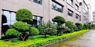 今年会官方网站 林州绿化苗木批发市场在哪里